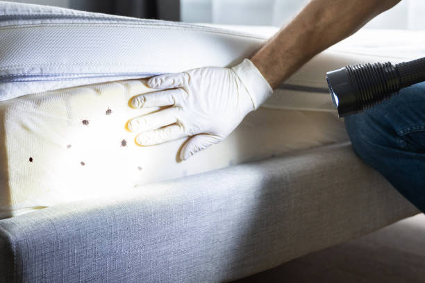 Best Best Pest Control Companies  in Menands, NY