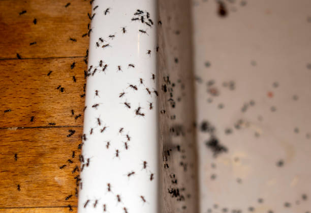 Menands, NY Pest Control Company